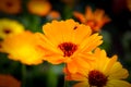 Calendula officinalis, the pot marigold, ruddles, common marigold or Scotch marigold.ÃÂ 